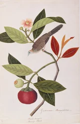 Zebra Dove, de Desenhos de Aves de Malaca, c.1805-18 (wc no papel)